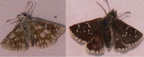 Pyrgus sp.