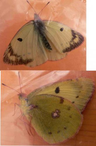 Colias sp.
