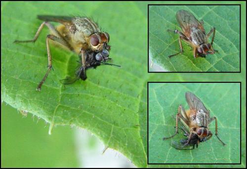 Scathophaga stercoraria