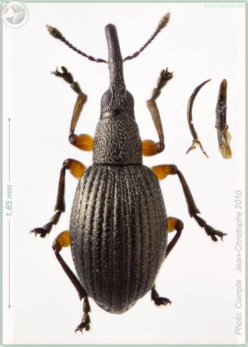 Réf. 57 221 : Protapion trifolii