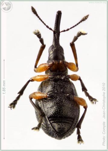 Réf. 57 222 : Protapion trifolii