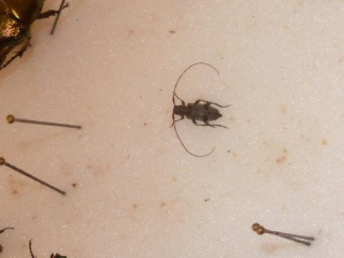 Leiopus sp.