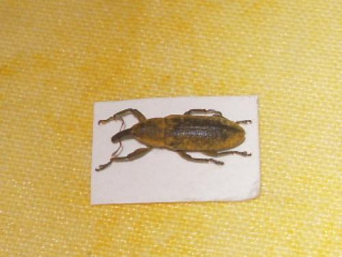 Lixus sp.