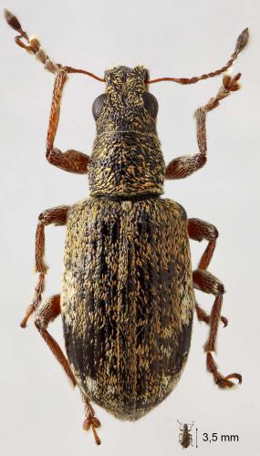Réf. 57 335 : Polydrusus sparsus