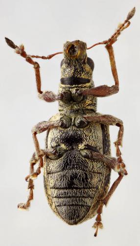 Réf. 57 336 : Polydrusus sparsus