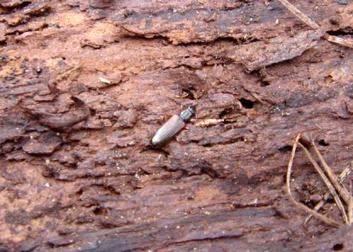 Dendrophagus crenatus