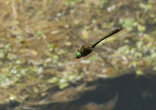 Cordulia aenea