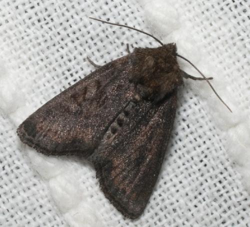 Réf. 57 424 : Oligia latruncula