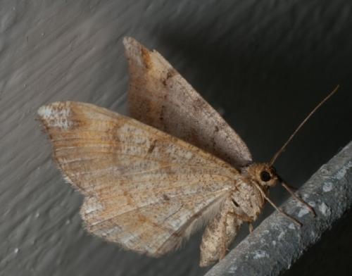 Réf. 57 530 : Macaria liturata