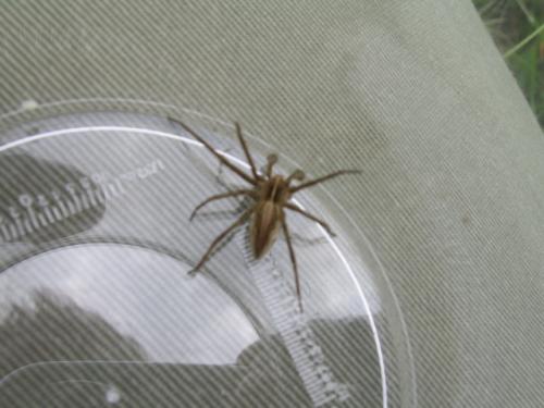 Pisaura mirabilis