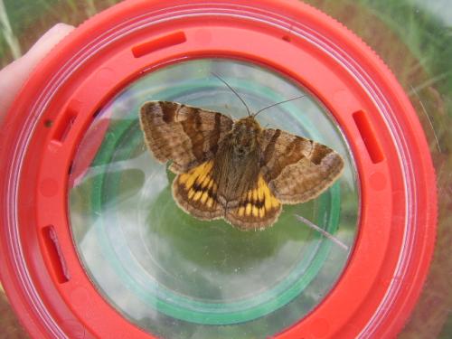 Euclidia glyphica