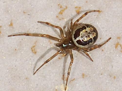 Réf. 57 813 : Steatoda nobilis