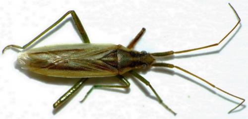 Stenodema sp.