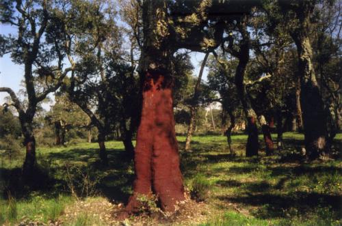 Margarinotus merdarius