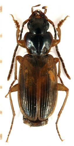 Badister sodalis