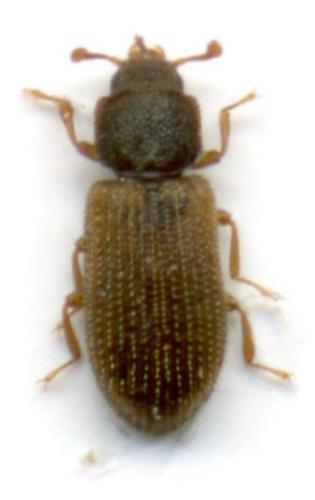 Synchita humeralis