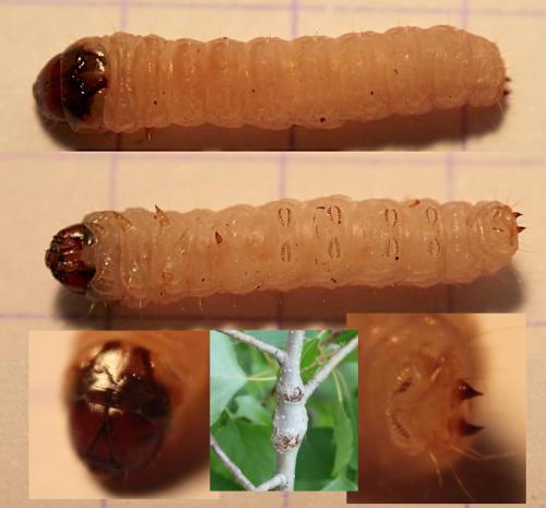 Réf. 57 109 : Paranthrene tabaniformis