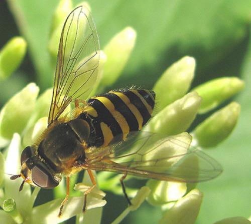 Syrphus ribesii