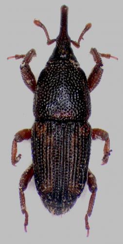 Réf. 57 821 : Sitophilus sp.