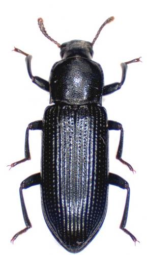 Réf. 57 702 : Menephilus cylindricus