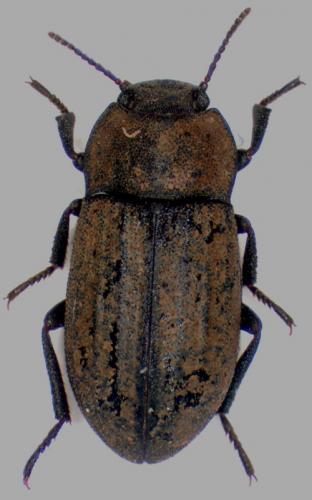 Gonocephalum granulatum nigrum