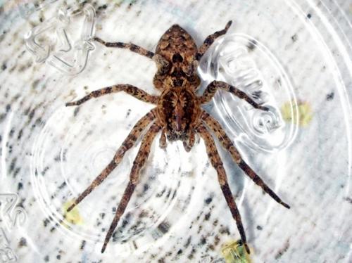 Zoropsis spinimana