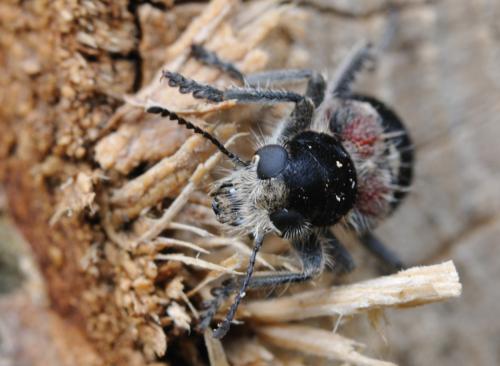 Clerus mutillarius