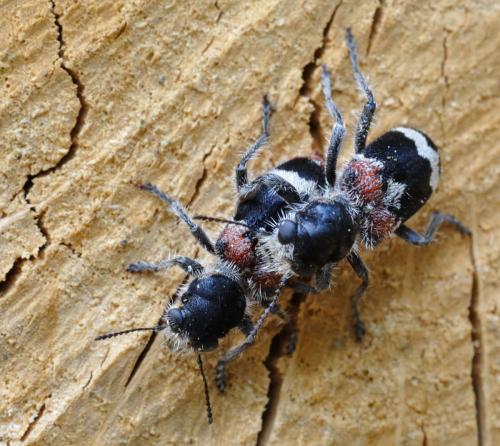Réf. 57 776 : Clerus mutillarius