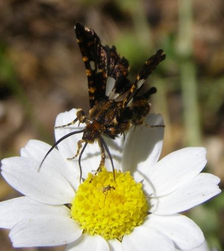 Réf. 57 906 : Thyris fenestrella
