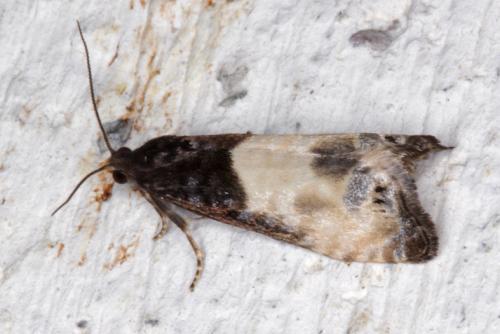 Réf. 57 227 : Notocelia cynosbatella