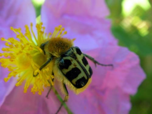 Trichius sp.