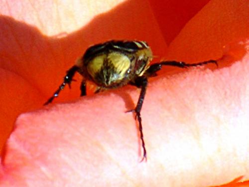 Trichius sp.