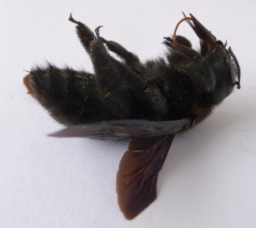 Xylocopa sp.