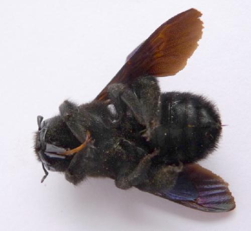 Xylocopa sp.