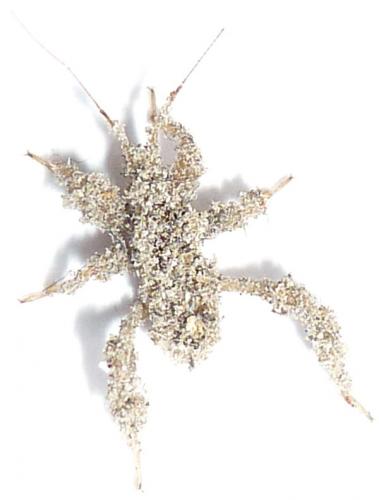 Reduvius personatus