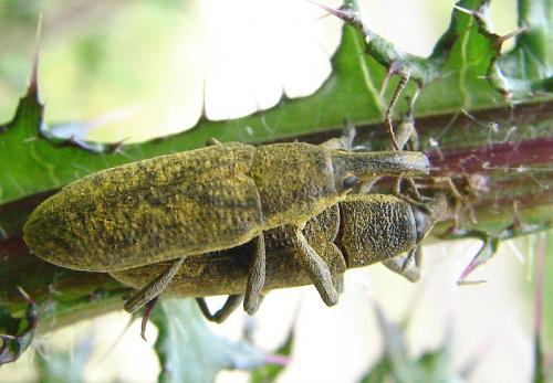 Réf. 57 262 : Lixus pulverulentus