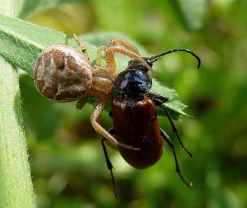 Réf. 57 538 : Xysticus sp.