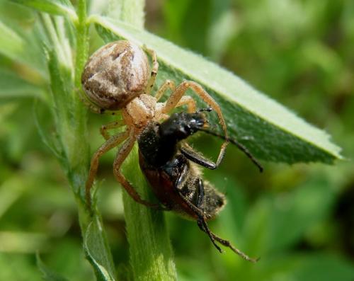 Xysticus sp.