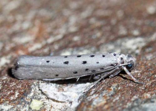 Yponomeuta sedella