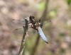 57236 – Photo : brigitte ghilain – Belgique