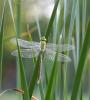 57693 – Photo : brigitte ghilain – Belgique
