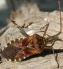 Leptoglossus occidentalis