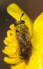 57717 – Photo : Christine DEVILLERS – Belgique