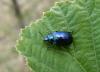 57339 – Photo : Luc Bettinelli – France (25)