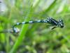 57883 – Photo : fanny catanzano – France (65)