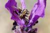 57248 – Photo : henri maleysson – France (83)