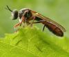 57066 – Photo : Arthropa - Benoit Martha – France (71)
