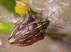 57874 – Photo : Arthropa - Benoit Martha – France (34)