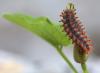 57871 – Photo : Arthropa - Benoit Martha – France (34)