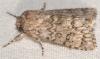 57867 – Photo : Arthropa - Benoit Martha – France (34)